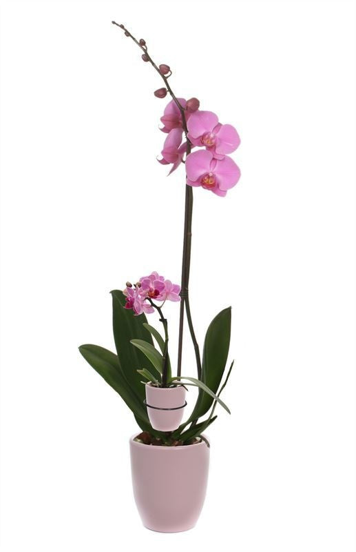 Phalaenopsis pink 60cm 12cm Pot