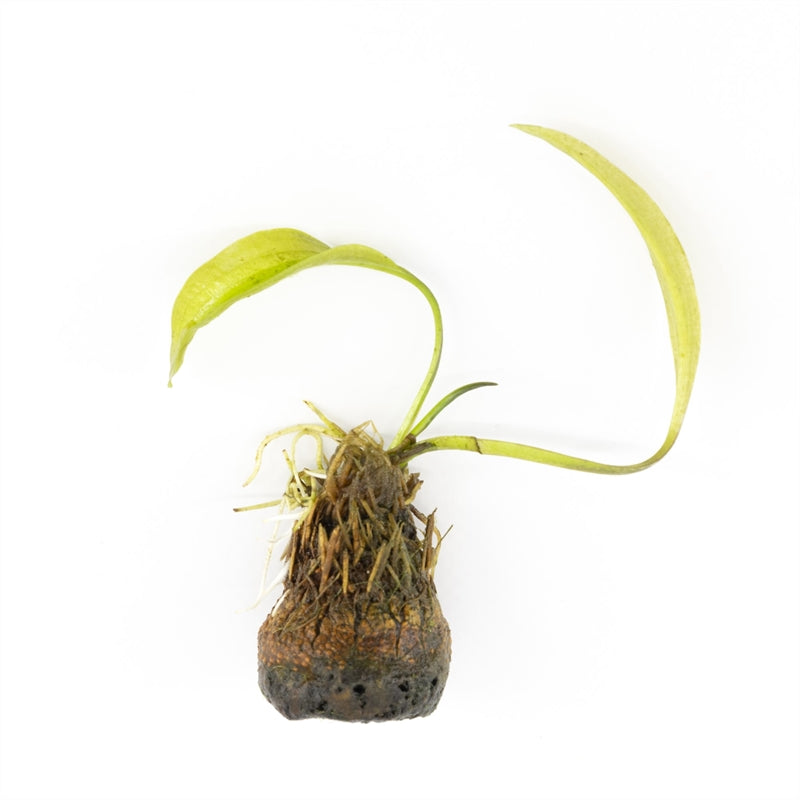 Aponogeton undulatus 5cm 2cm Pot