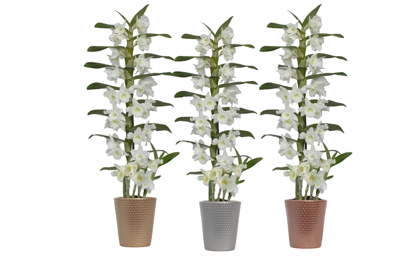 Dendrobium Apollon 50cm 12cm Pot