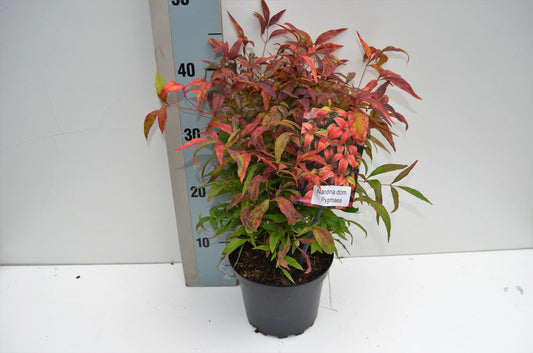 Nandina domestica Obsessed 25cm 17cm Pot