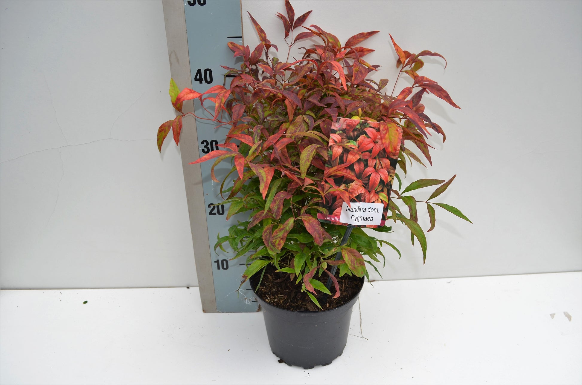 Nandina domestica Obsessed 25cm 17cm Pot
