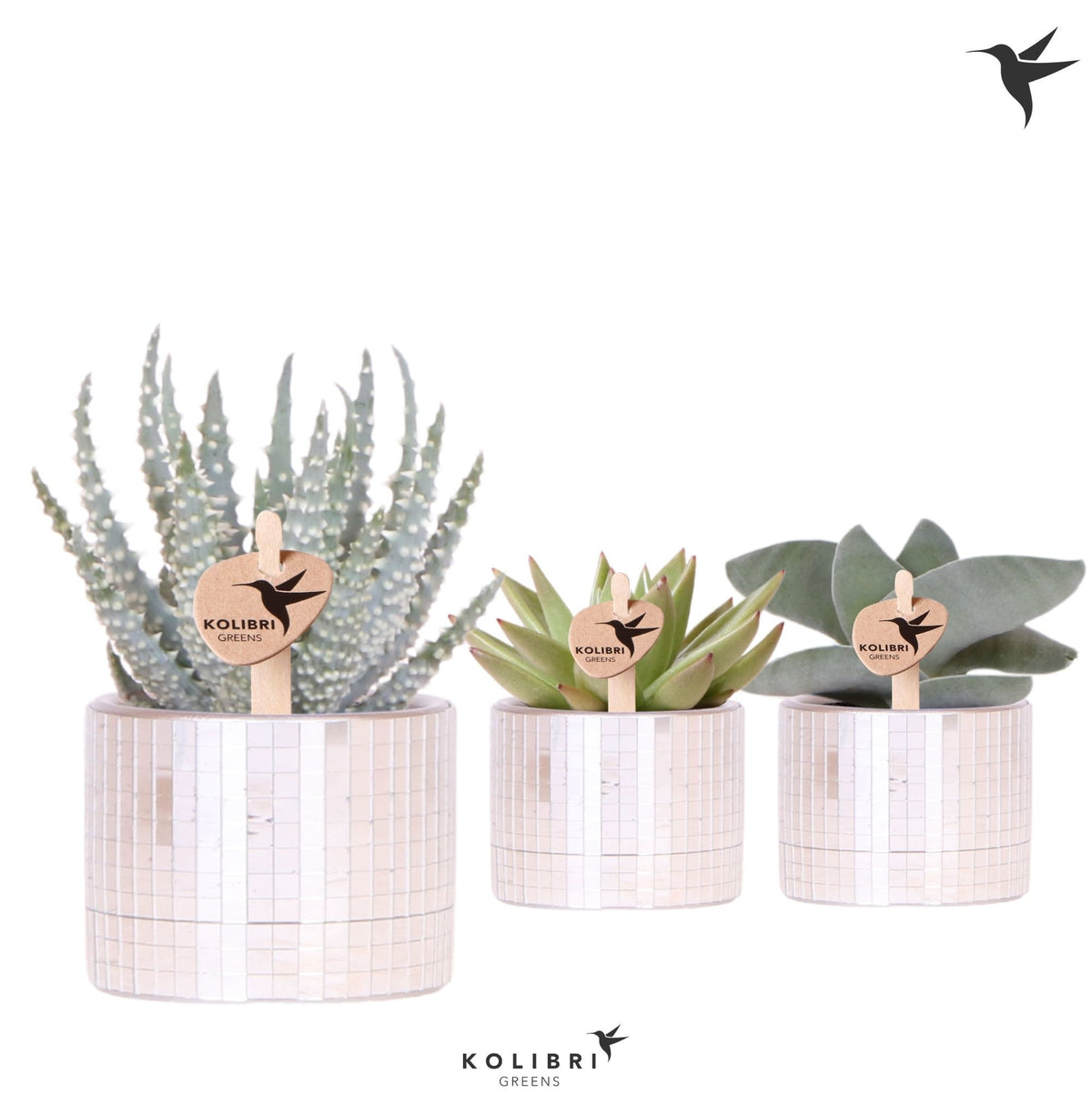 Succulent mix 13cm 6cm Pot