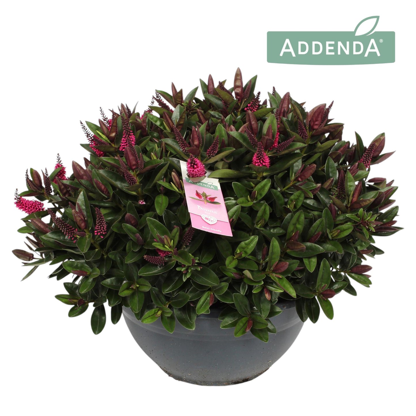 Hebe Hebedonna Eva 45cm 30cm Pot