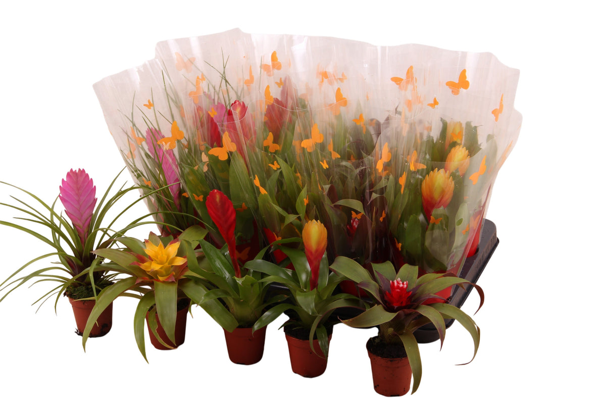 Bromelia mix 20cm 5.5cm Pot