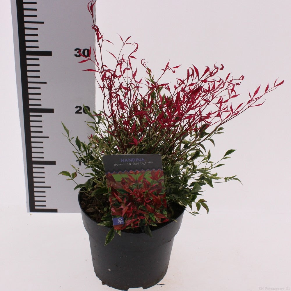 nandina-domestica-red-light-25cm-17cm-pot