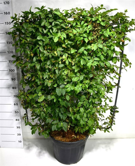 Carpinus betulus 180cm 48cm Pot