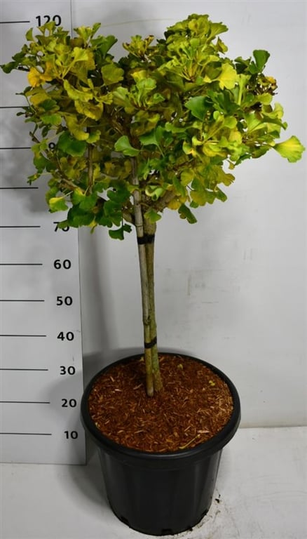 Ginkgo biloba Mariken 130cm 38cm Pot