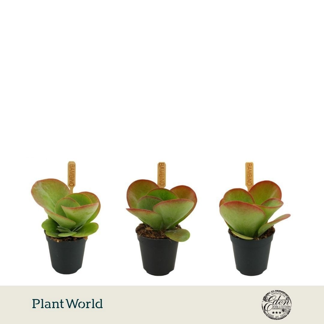 Plantworld Smit Kwekerij Kalanchoe thyrsiflora Pack of 20
