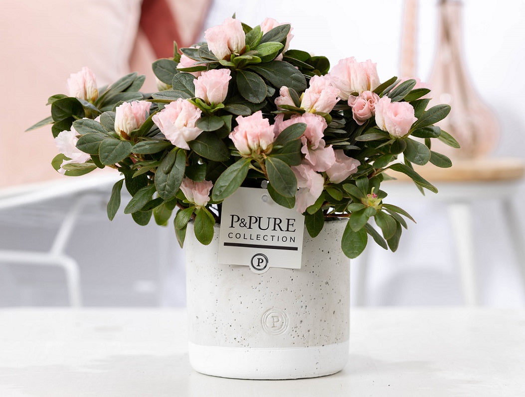 Rhododendron Terra Nova 25cm 12cm Pot