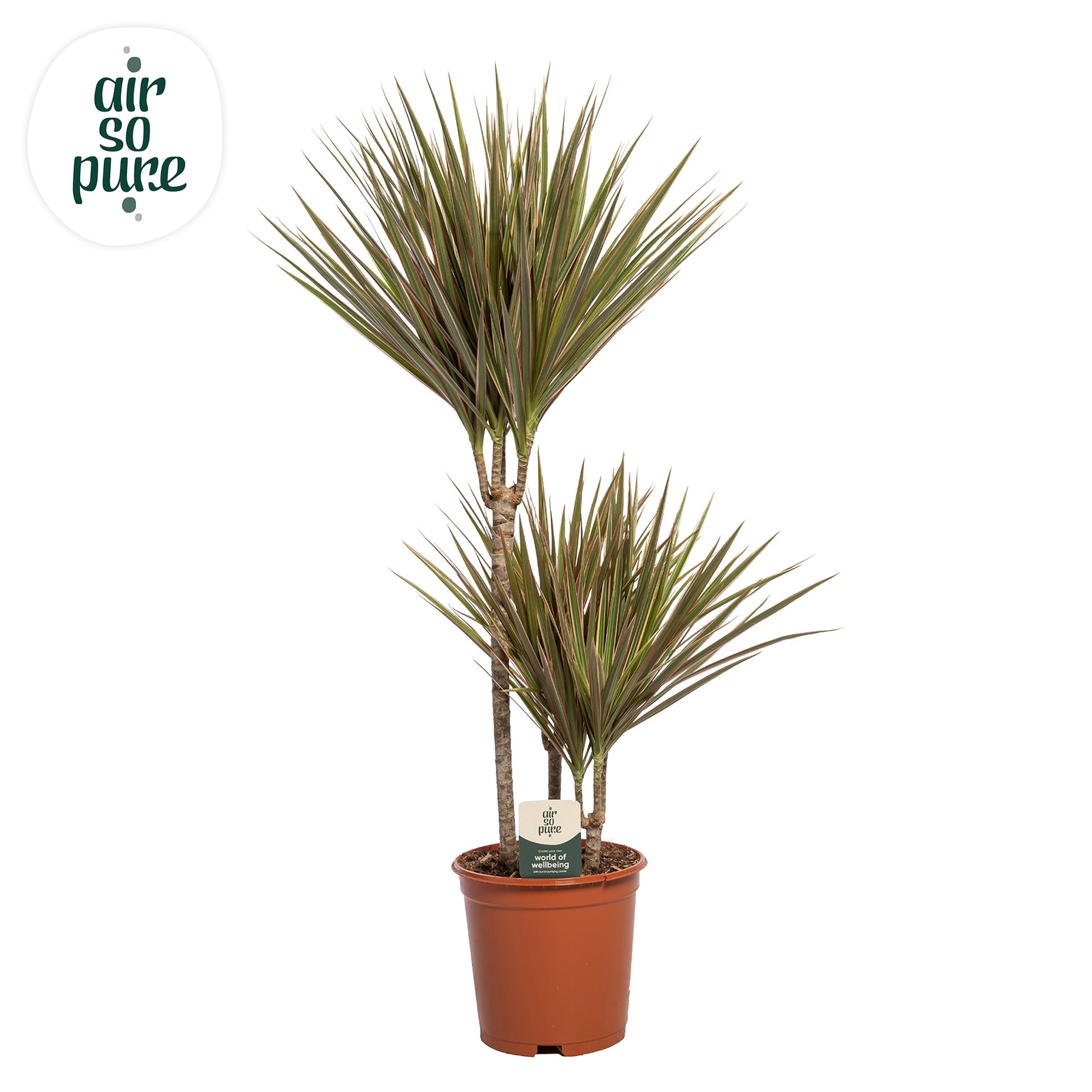 Dracaena Bicolor 90cm 21cm Pot