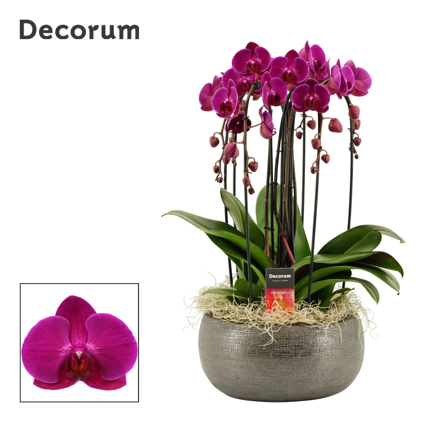 Phalaenopsis purple 55cm 27cm Pot