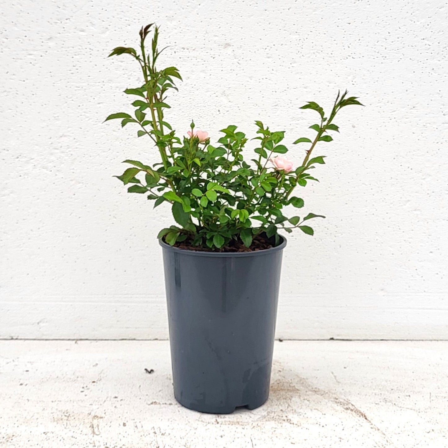 Rose The Fairy 15cm 17cm Pot