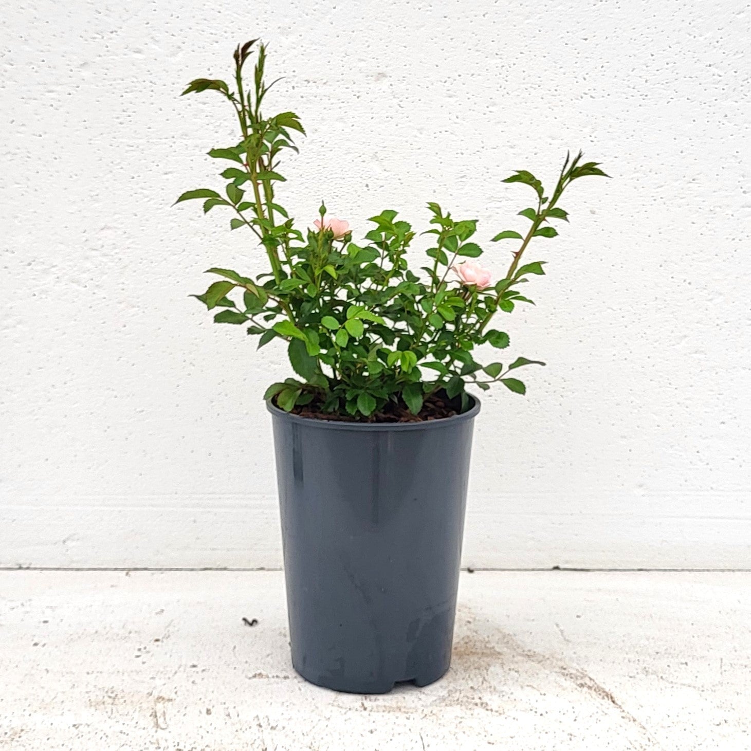 Rose The Fairy 15cm 17cm Pot