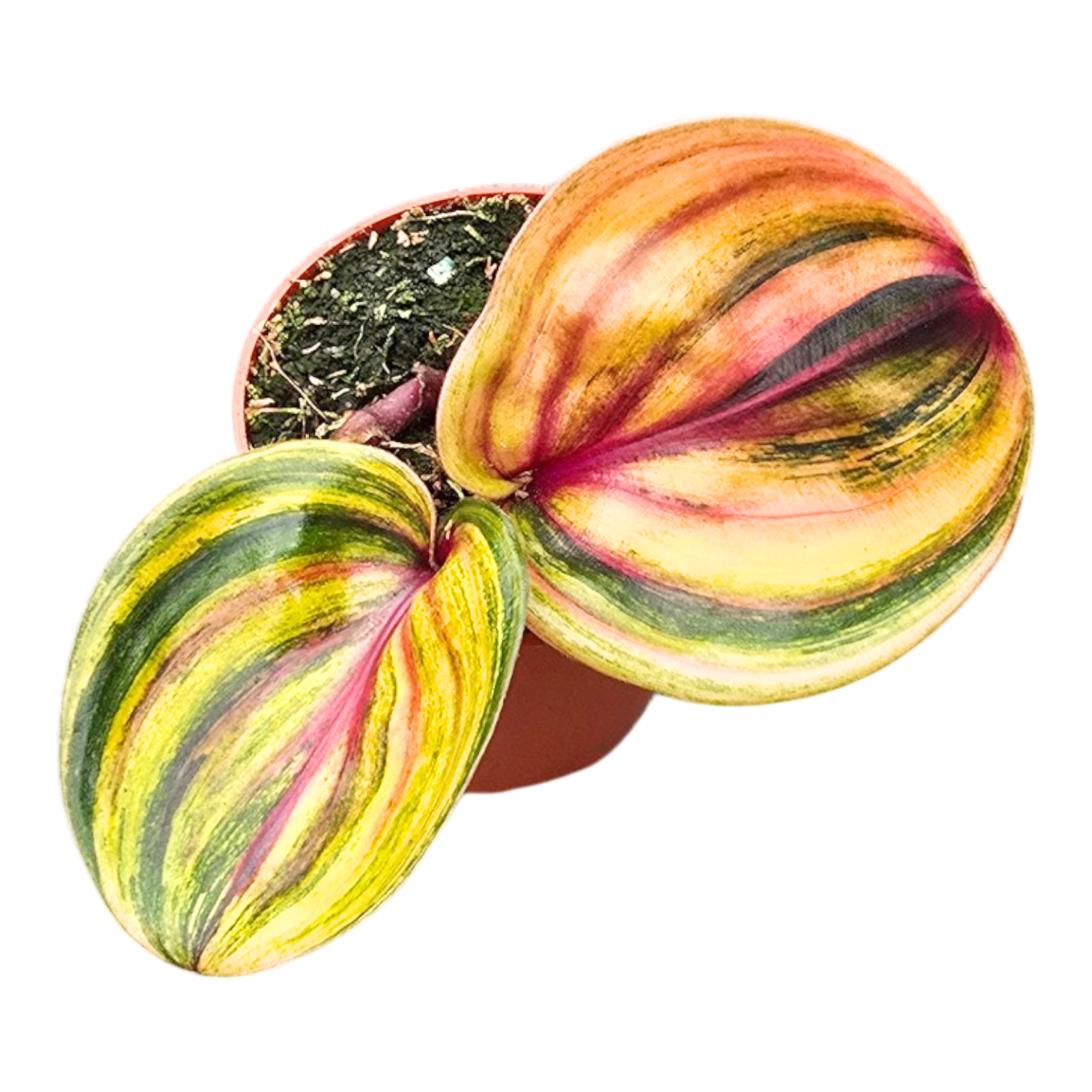 Geogenanthus Midnight Pearl 10cm 9cm Pot