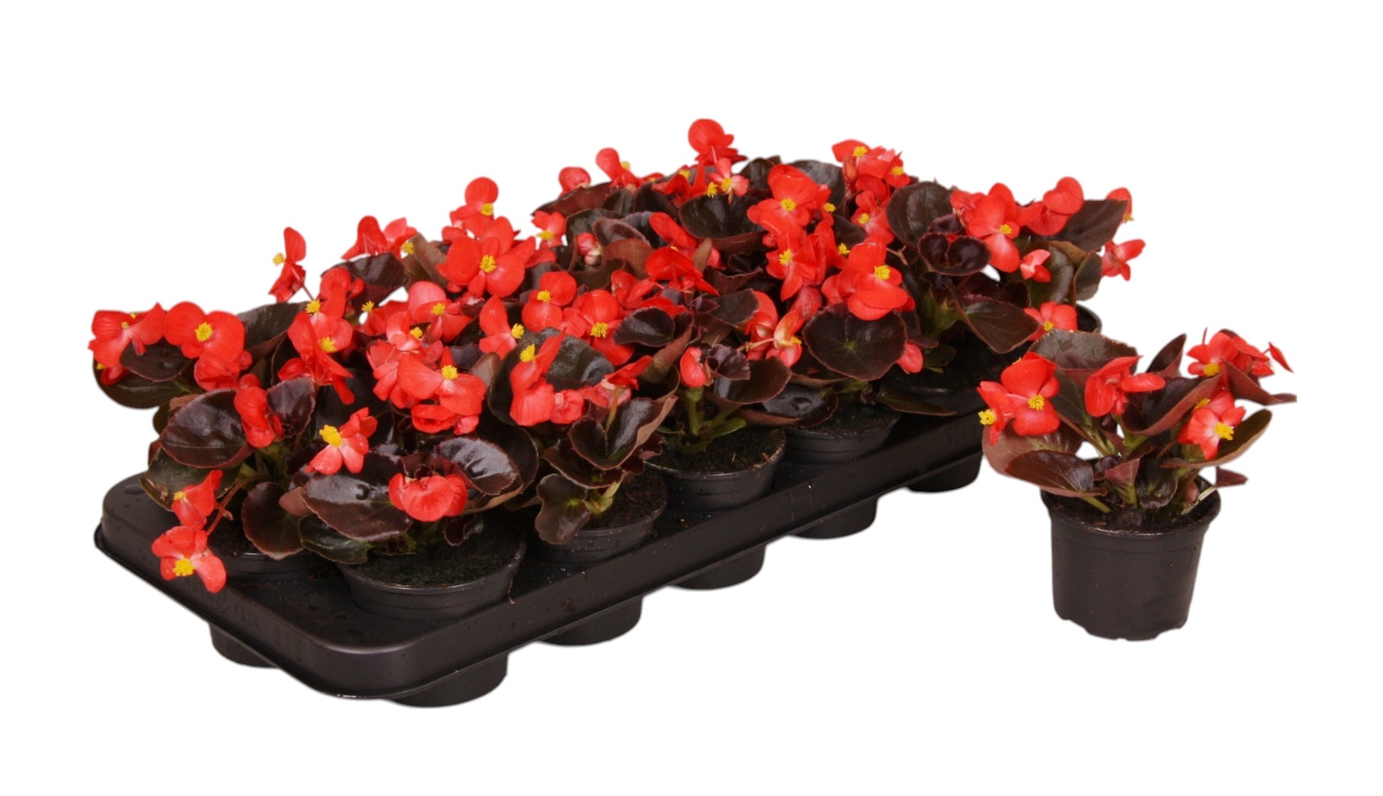 Begonia semperflorens overig 10cm 9cm Pot