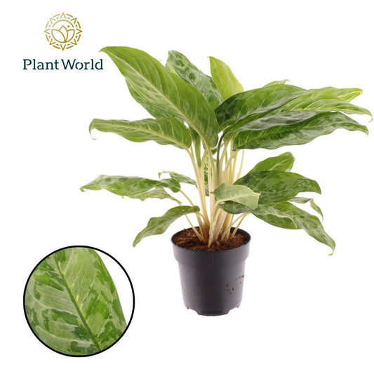 Aglaonema Peacock 55cm 17cm Pot