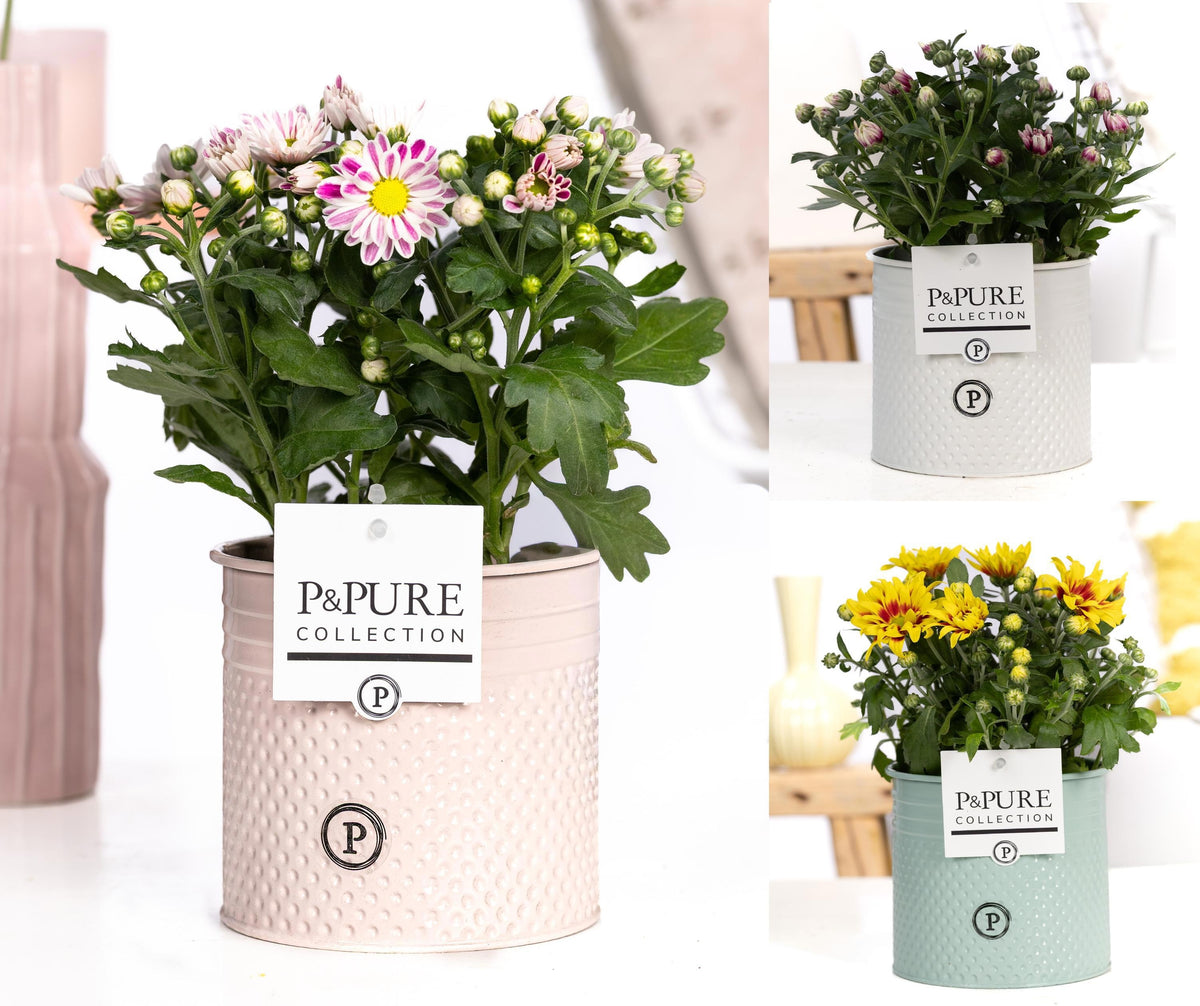 Chrysanthemum bicolour mix 25cm 12cm Pot
