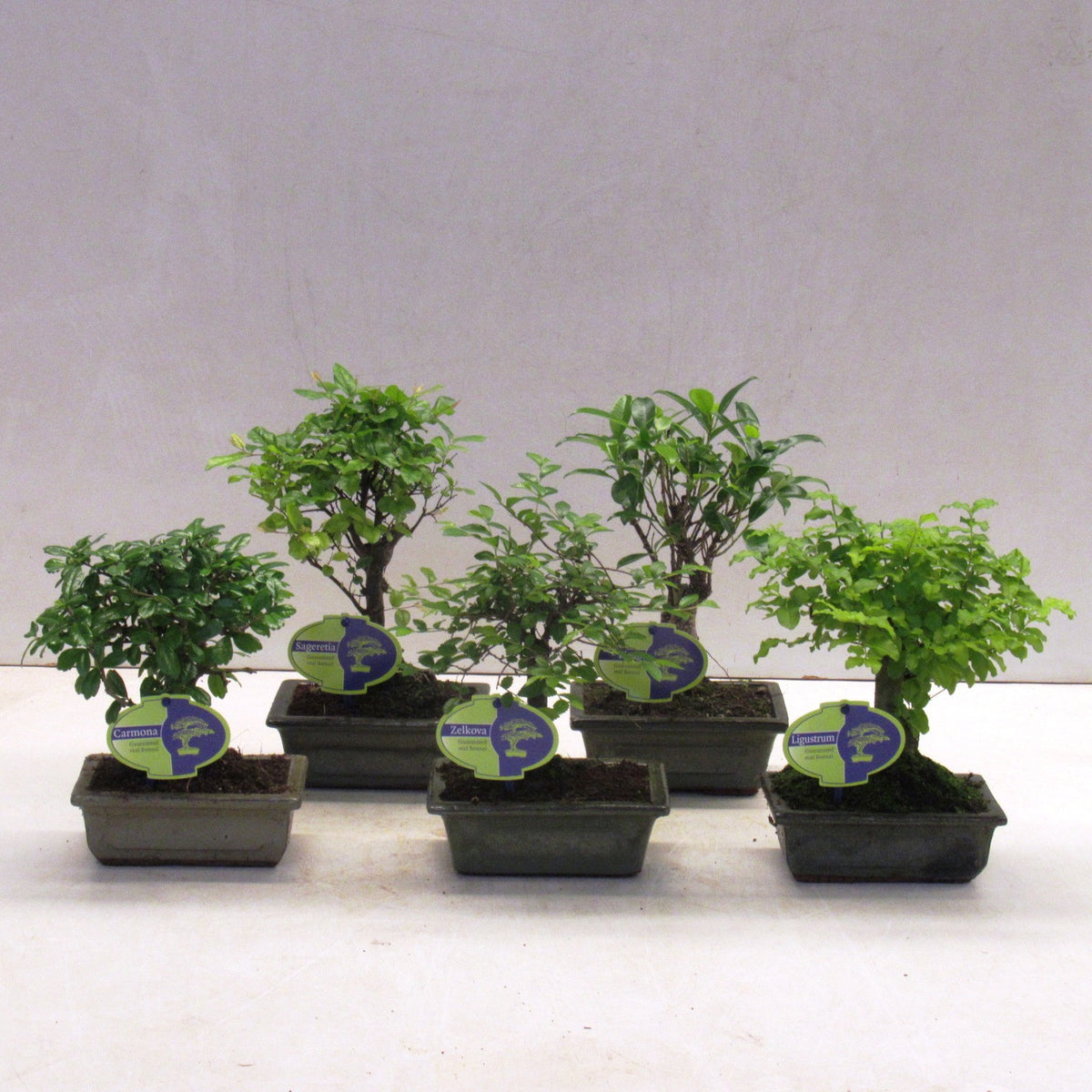 Bonsai mix 25cm 15cm Pot