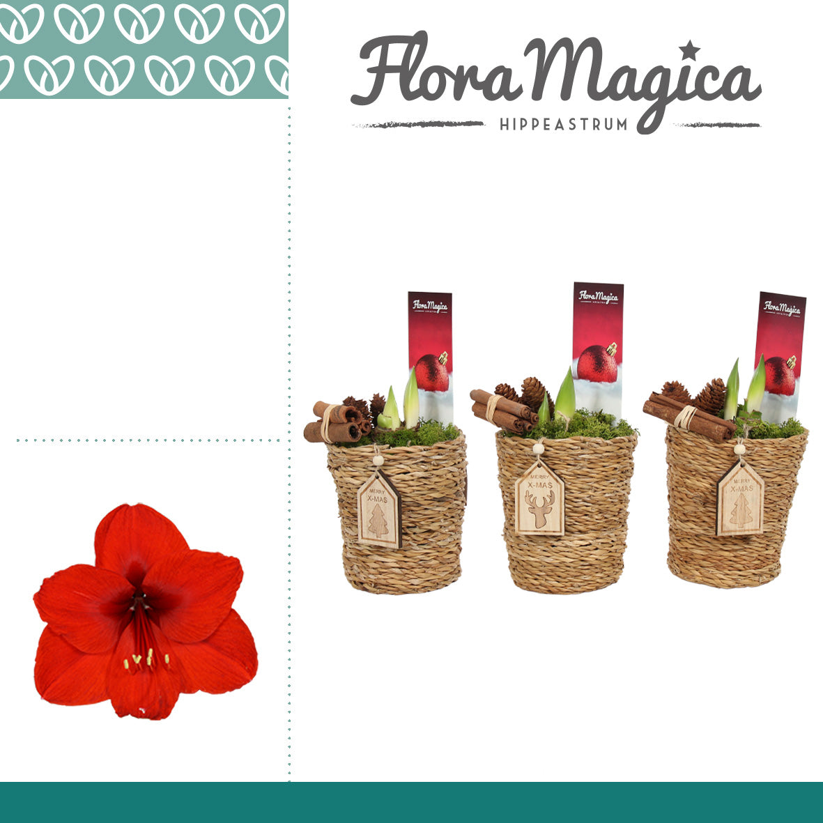 Hippeastrum 25cm 12cm Pot