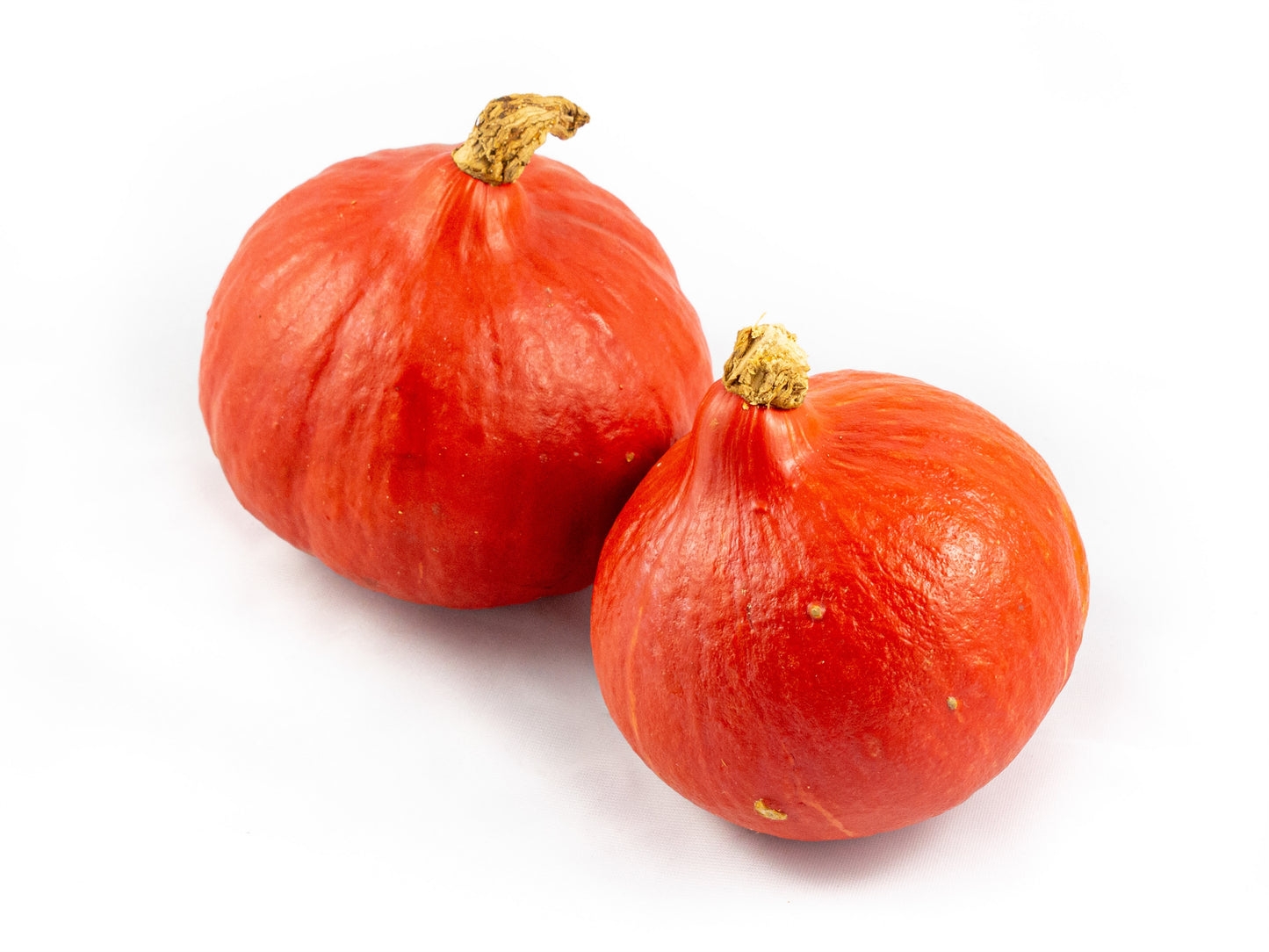 Cucurbita Rode Hokkaido 14cm 14cm Pot