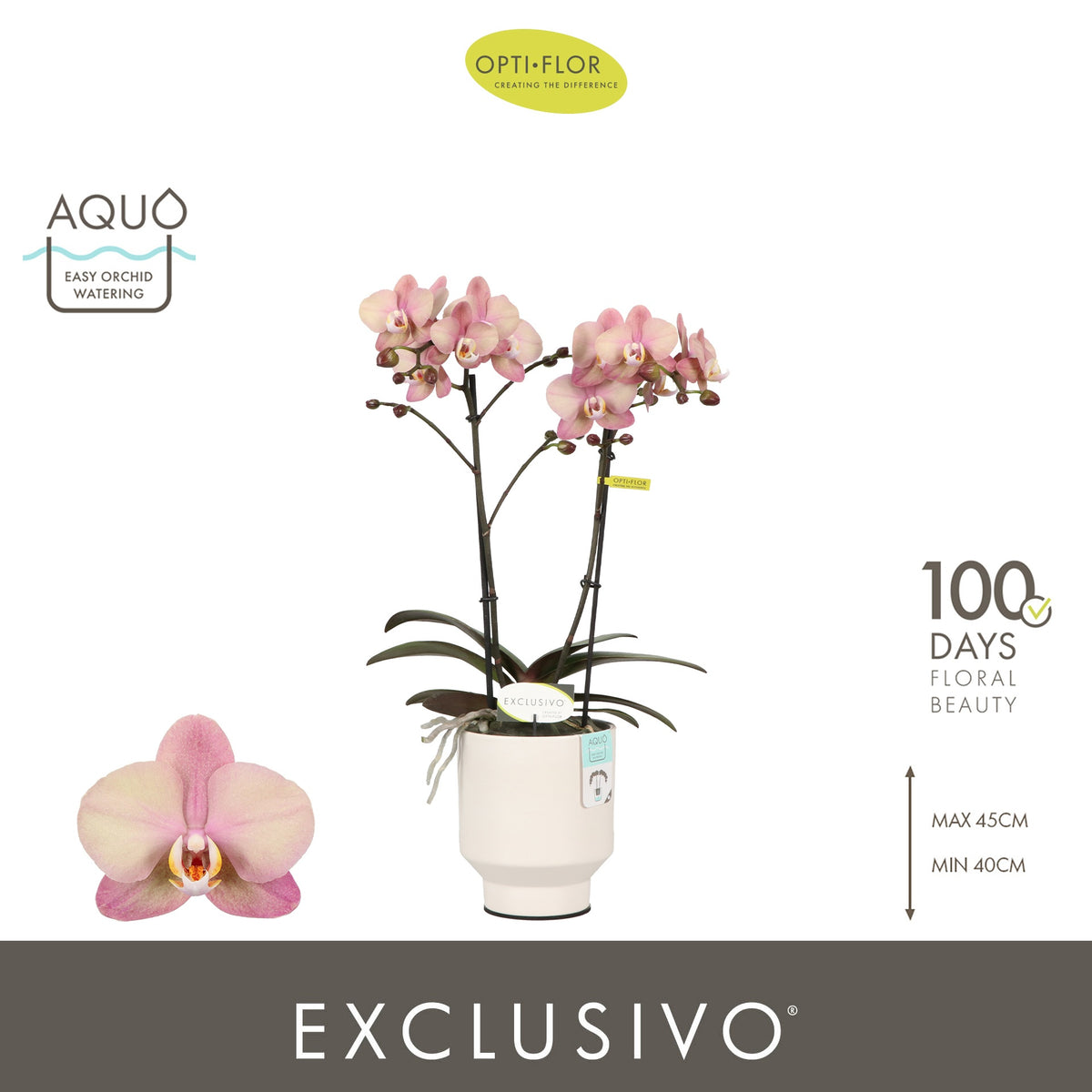 Phalaenopsis pink 45cm 12cm Pot