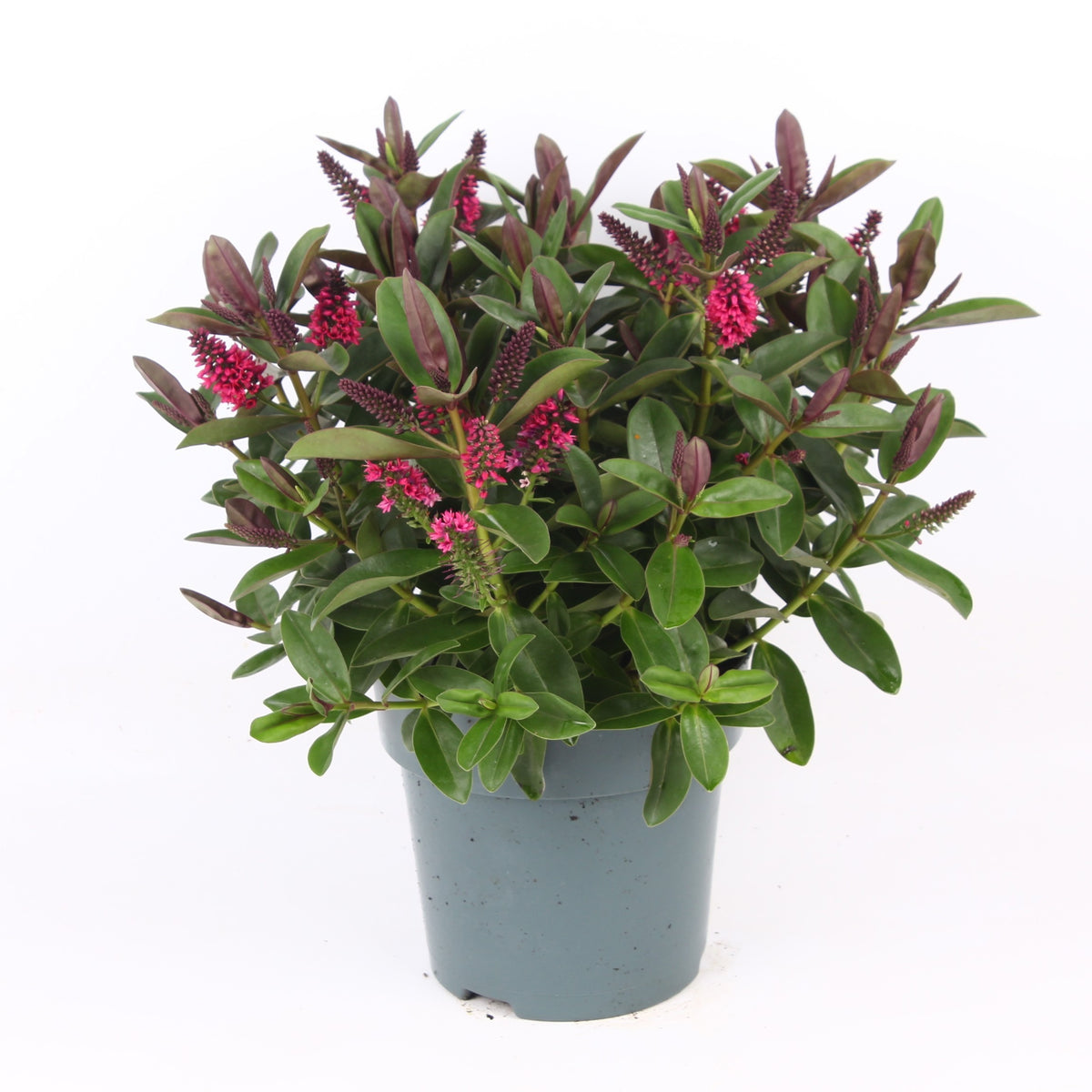 Hebe Hebedonna Eva 30cm 15cm Pot