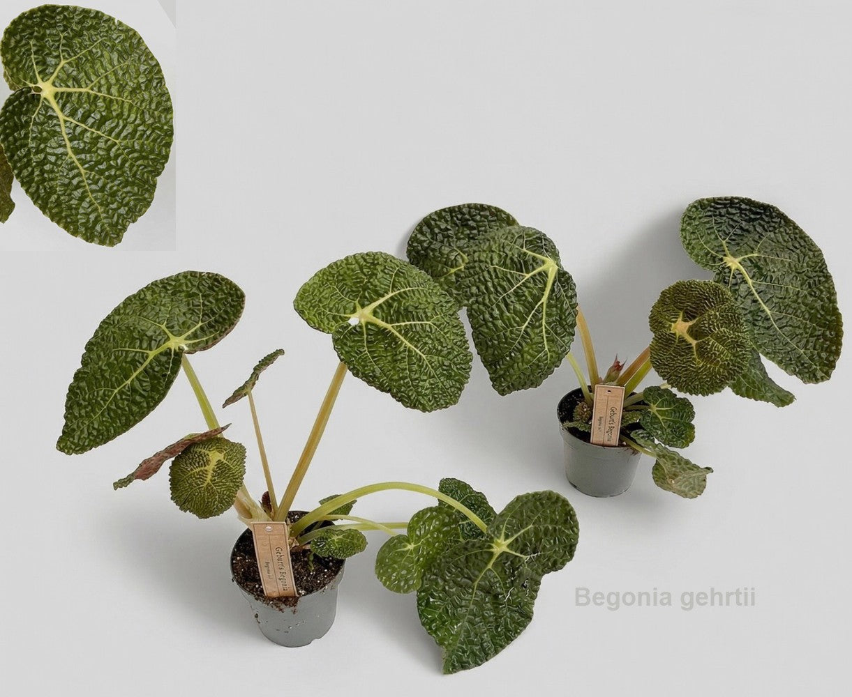 Begonia rex 35cm 12cm Pot