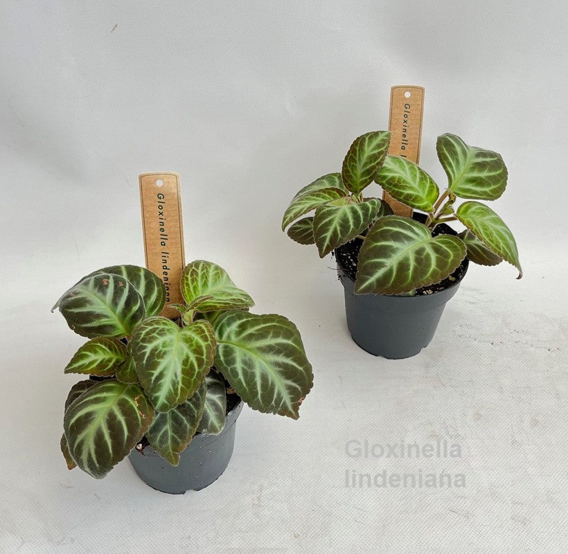 Plants 20cm 12cm Pot