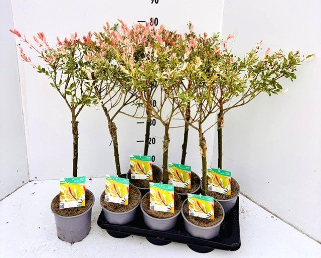 Salix integra Hakuro Nishiki 70cm 17cm Pot
