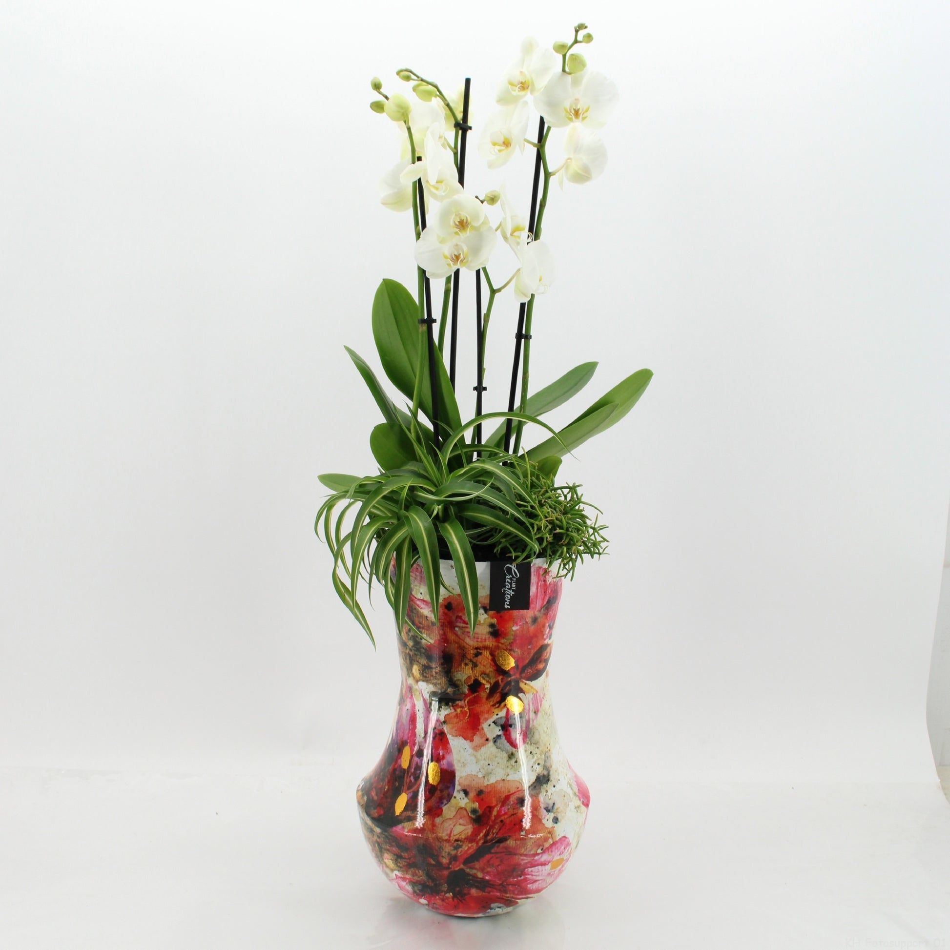 Phalaenopsis arrangement 95cm 27cm Pot