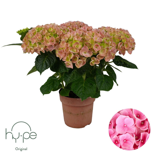 Hydrangea macrophylla pink 40cm 14cm Pot