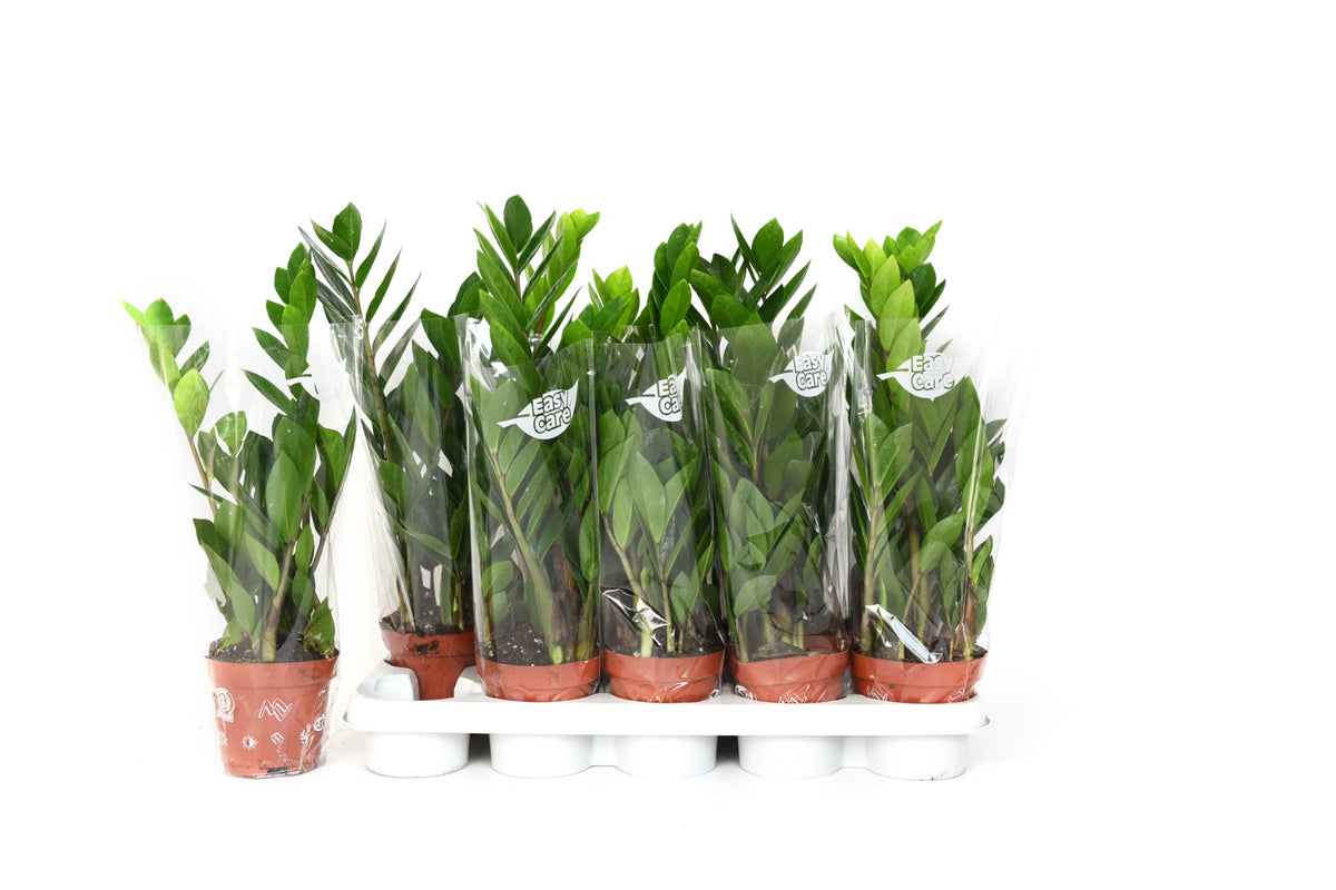 Zamioculcas zamiifolia 50cm 12cm Pot