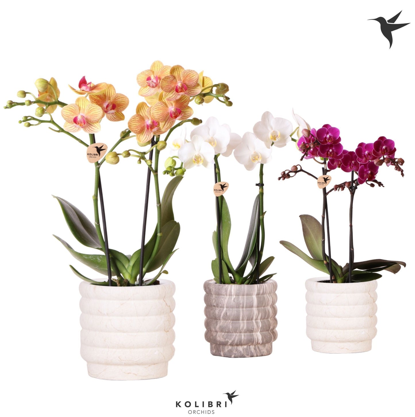 Phalaenopsis mix 40cm 9cm Pot