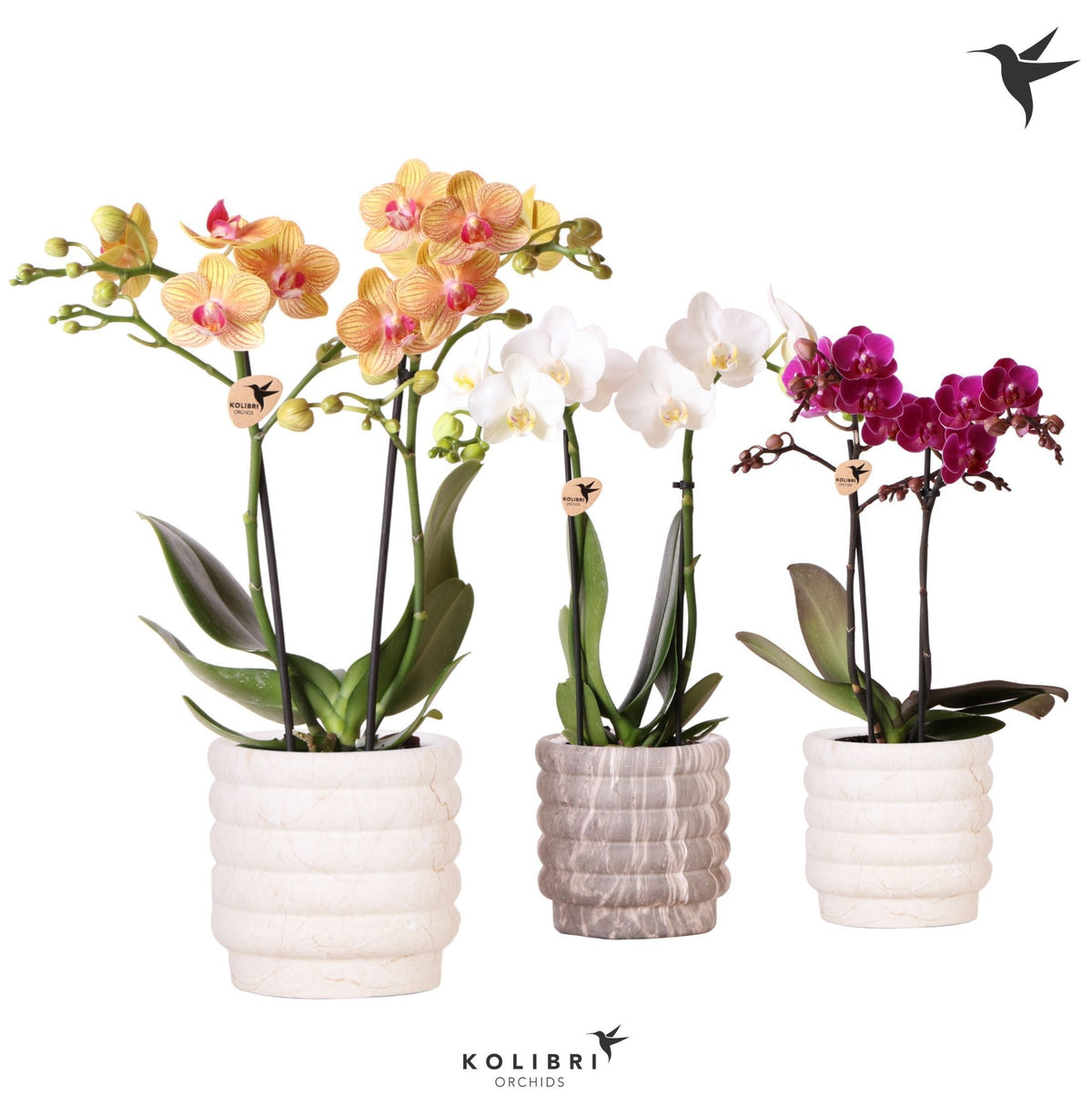 Phalaenopsis mix 40cm 9cm Pot