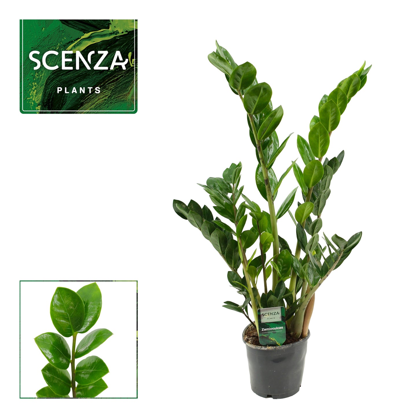 Zamioculcas Lima 50cm 12cm Pot