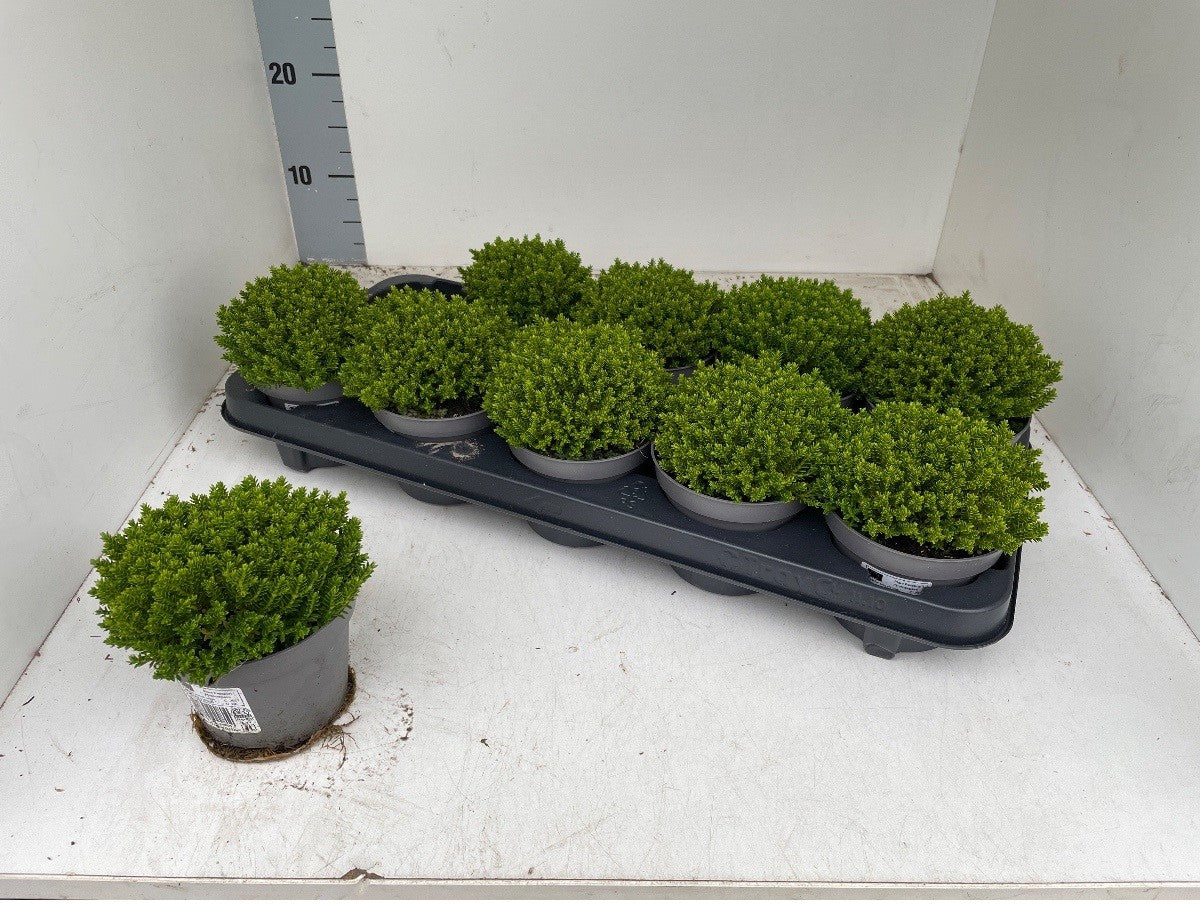 Hebe arm. Green Globe 15cm 11cm Pot
