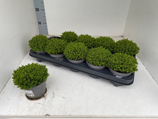 Hebe arm. Green Globe 15cm 11cm Pot