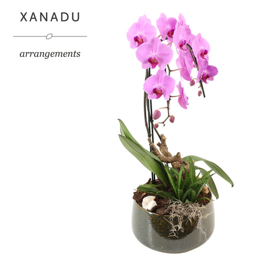 Xanadu Lucca 60cm 24cm Pot