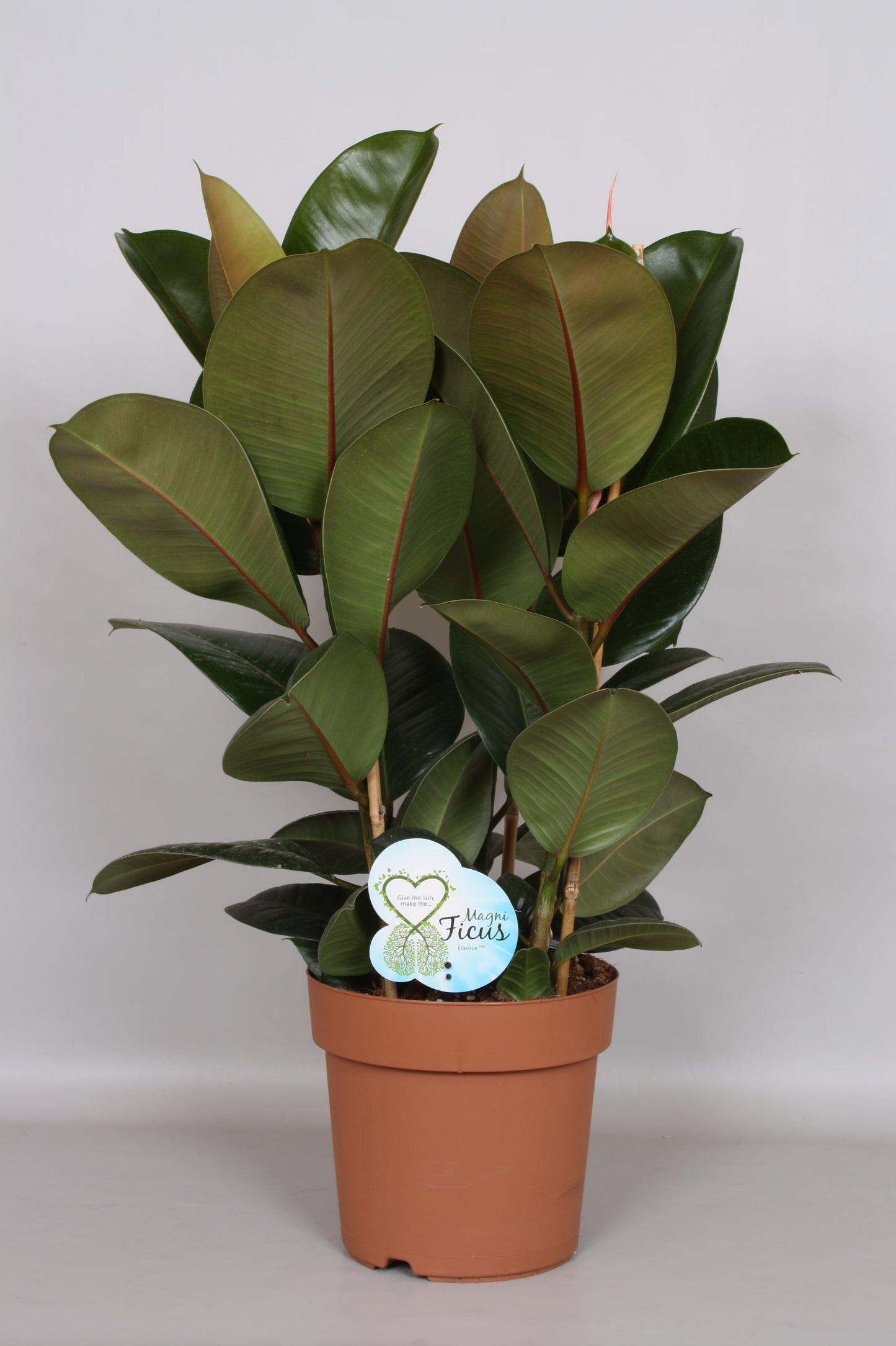 Ficus Robusta 75cm 24cm Pot