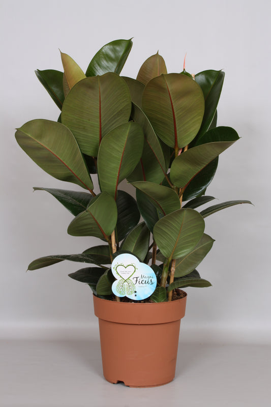 Ficus Robusta 75cm 24cm Pot