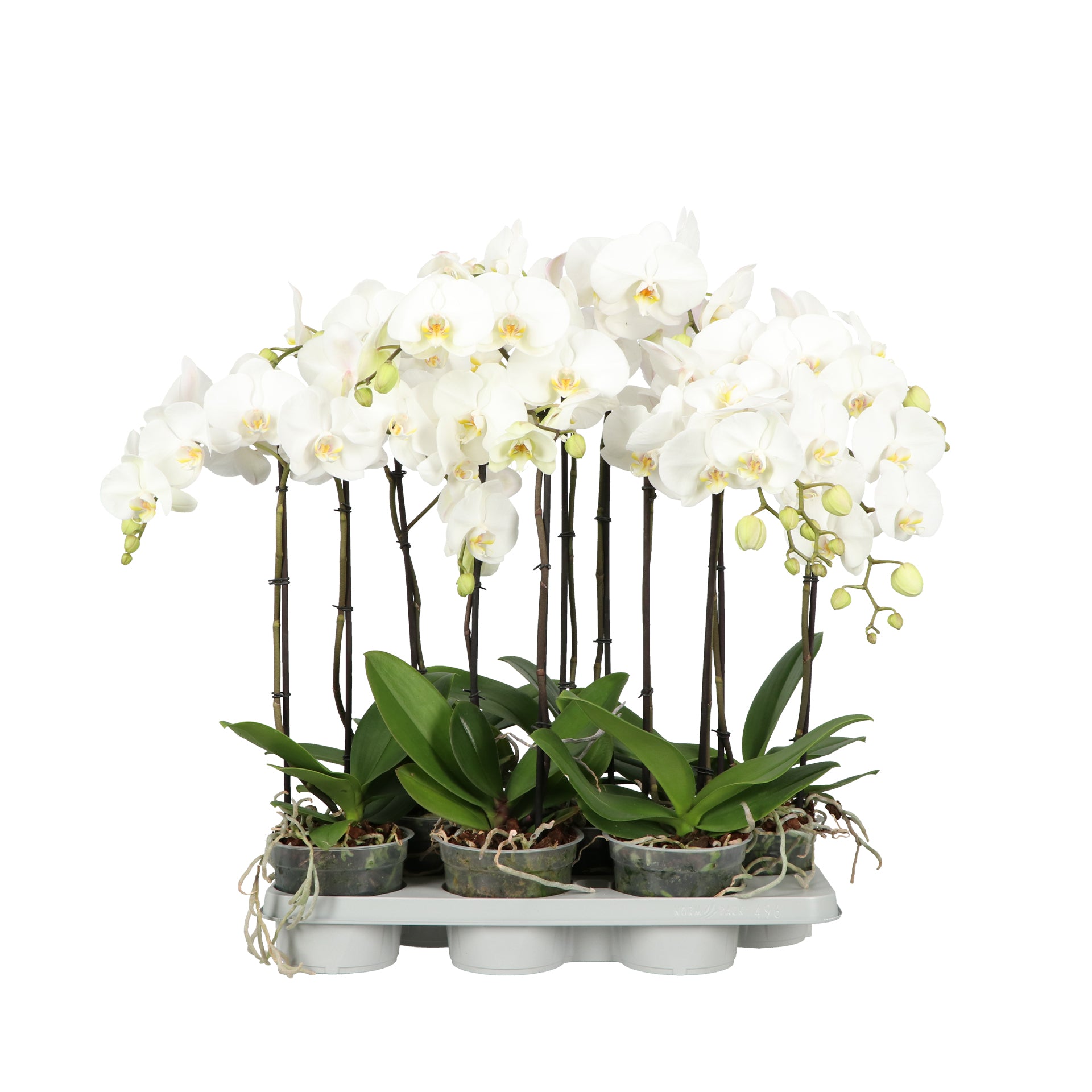 Phalaenopsis Fortuno white 70cm 15cm Pot
