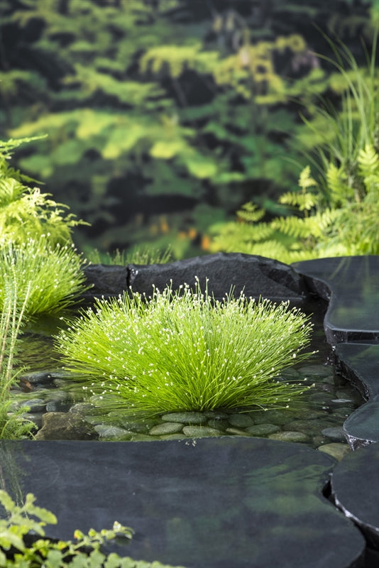 Scirpus cernuus 30cm 11cm Pot
