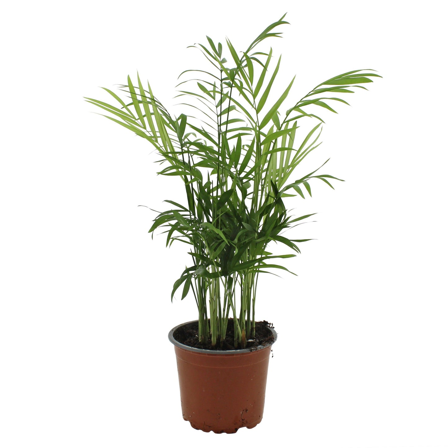 Jongenotter Potpl.kwekerij, Willem Chamaedorea elegans Pack of 10