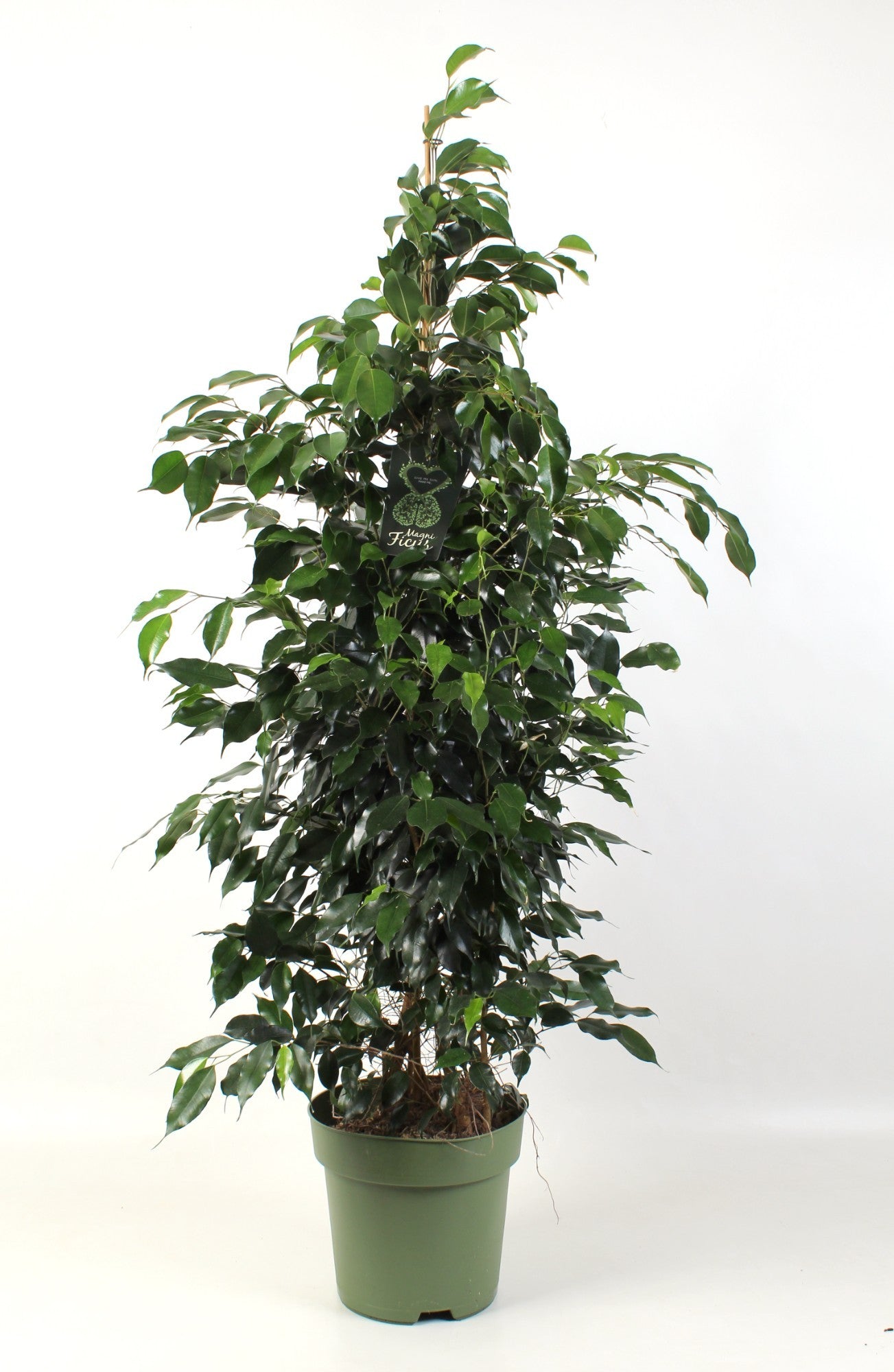 Schenkel BV, Kwekery de Ficus benj. Midnight Lady Pack of 5