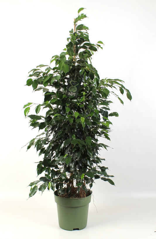 Ficus benj. Midnight Lady 150cm 27cm Pot