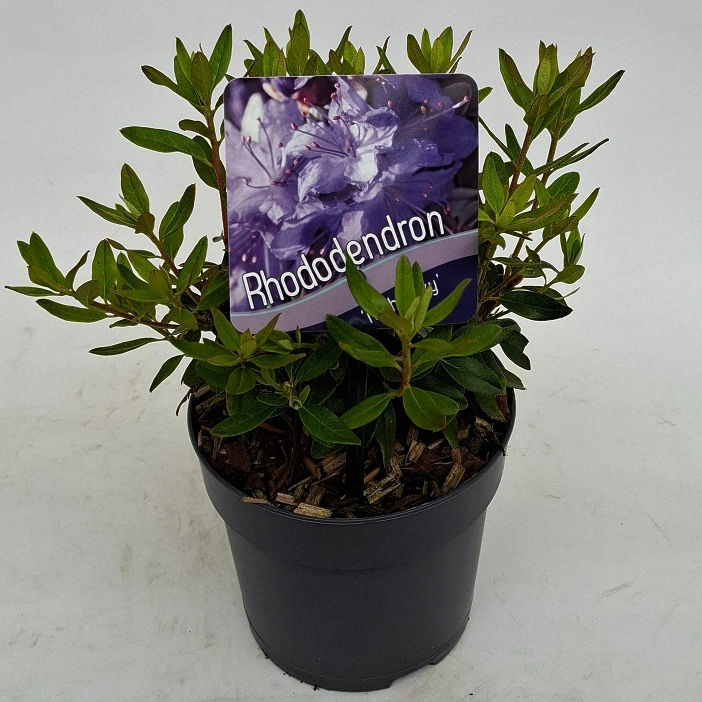 Rhododendron Night Sky 15cm 13cm Pot