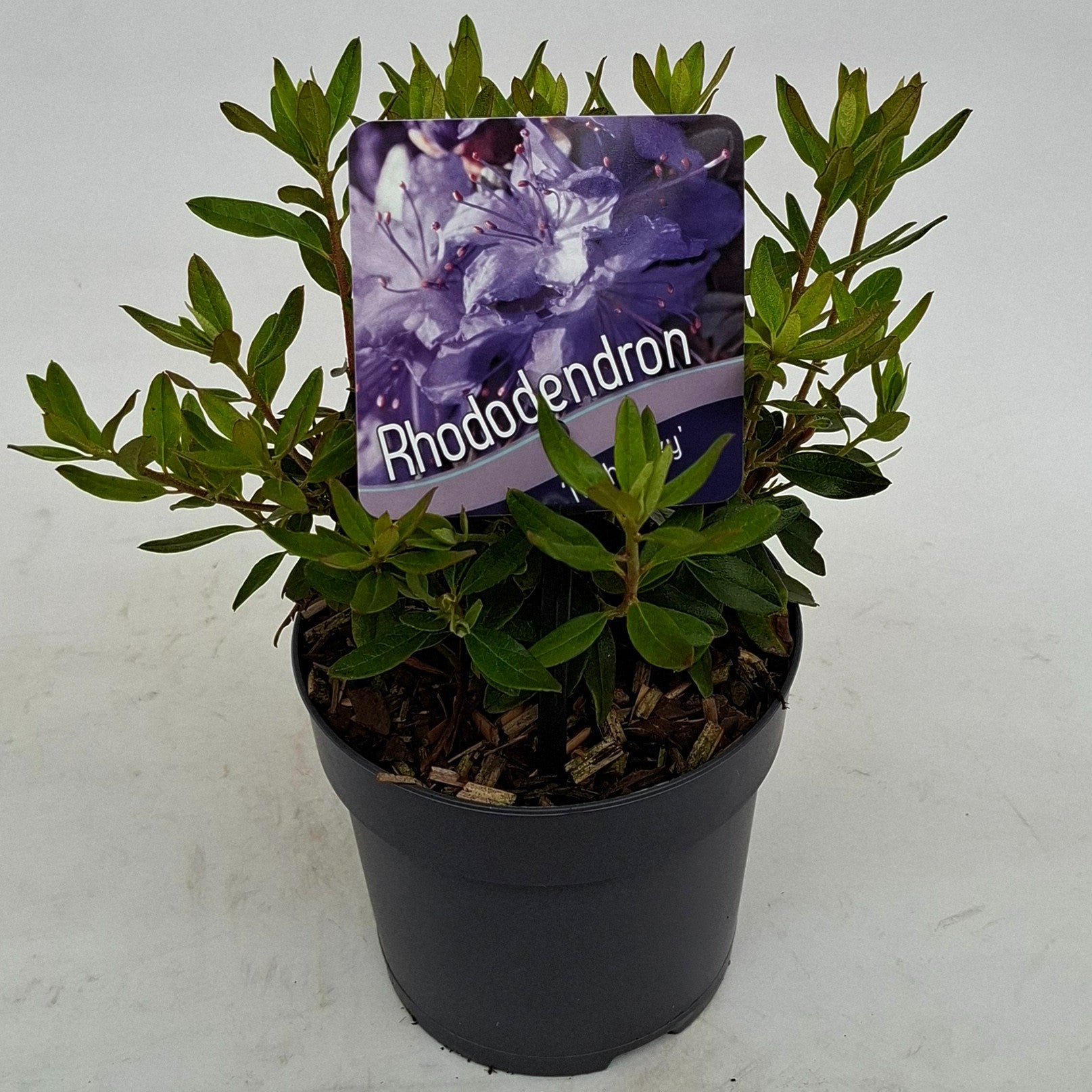 Rhododendron Night Sky 15cm 13cm Pot
