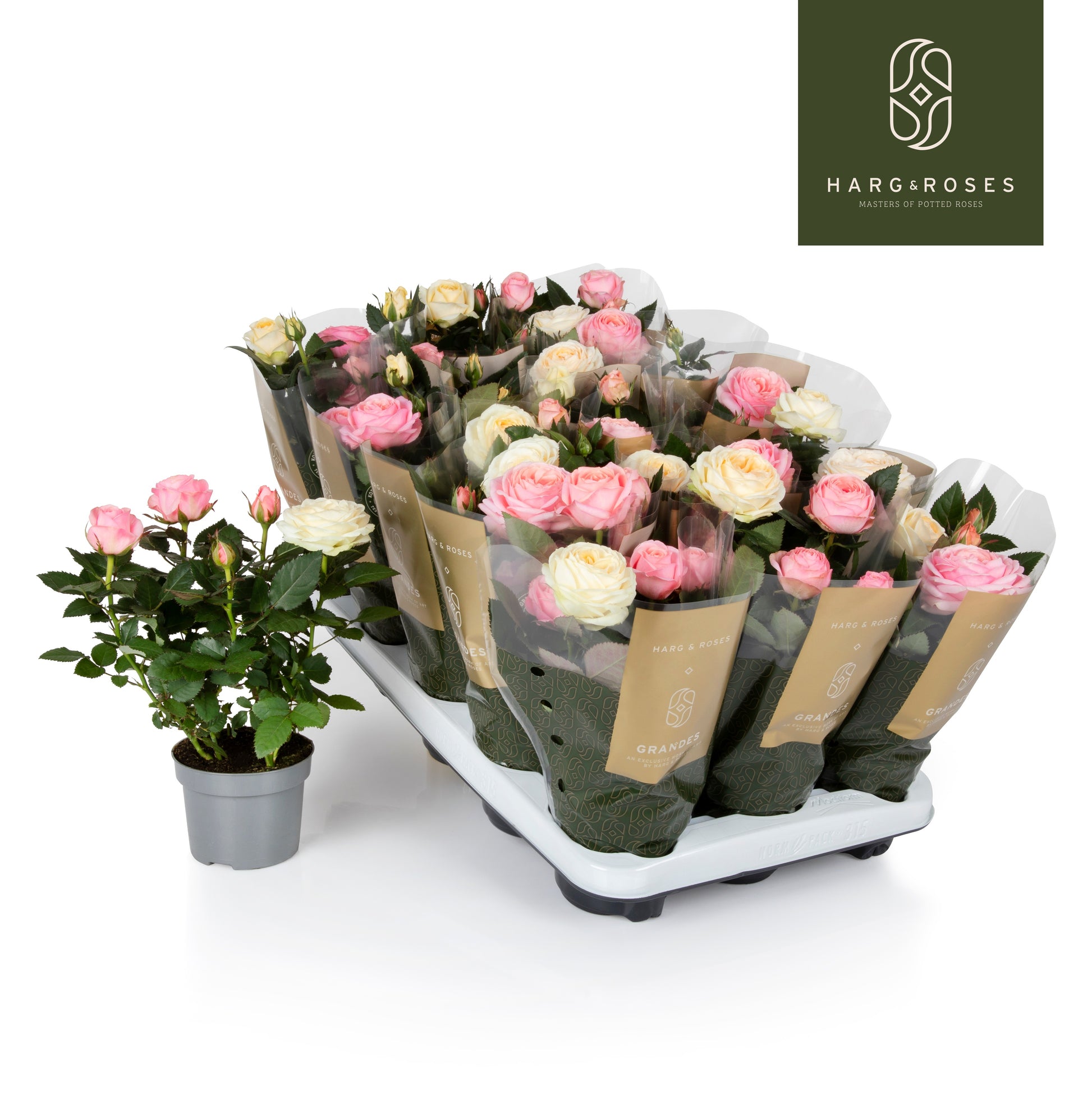 Rosa Kordana Grande carnaval 25cm 10.5cm Pot