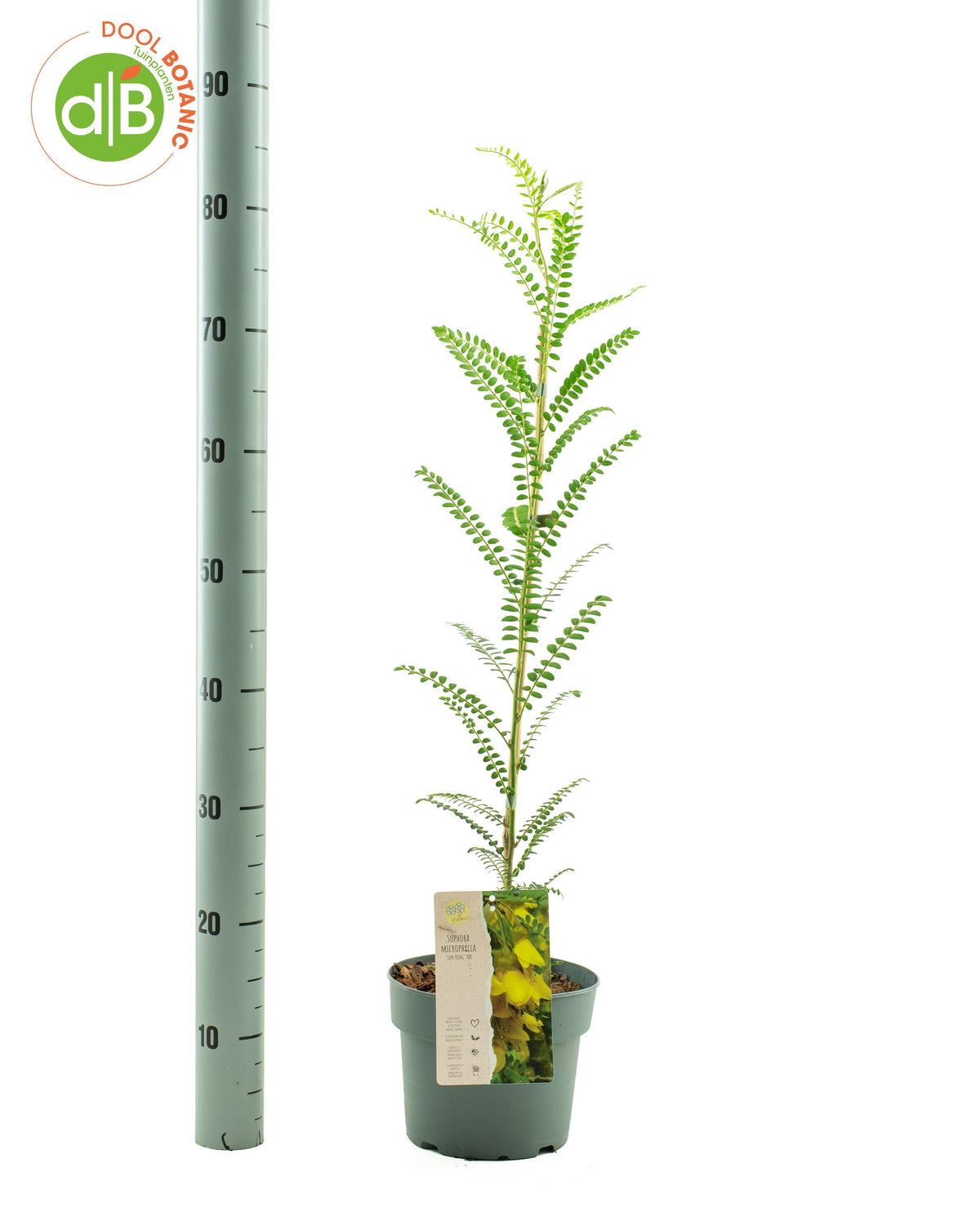 Sophora Sun King 80cm 19cm Pot