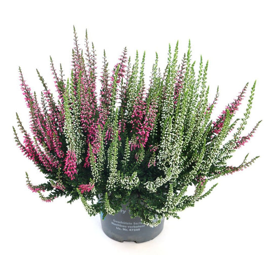 Calluna Beauty Ladies twin 27cm 12cm Pot
